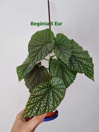 Izbová rastlina begónia,