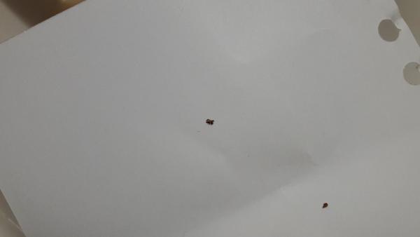 Môže to byť ploštica?