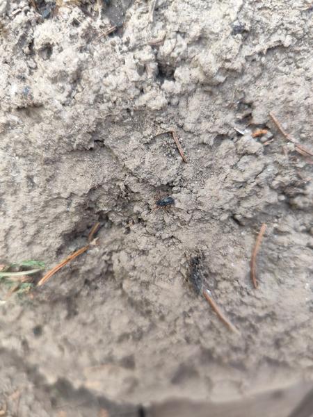 Aké chrobáky sa vyskytujú na stromoch?