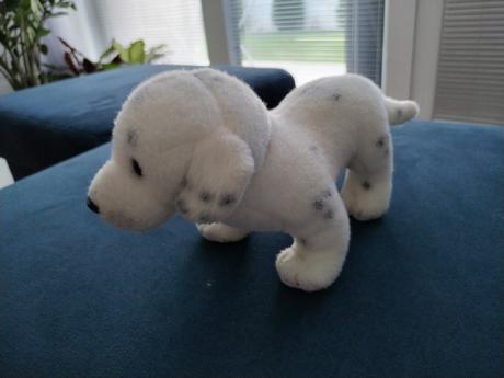 Dalmatinko cca 20 cm sirka, 