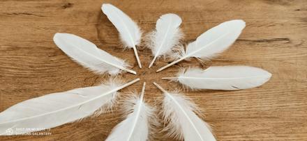 Dekoračné pierka -"kohútie"- biele, 