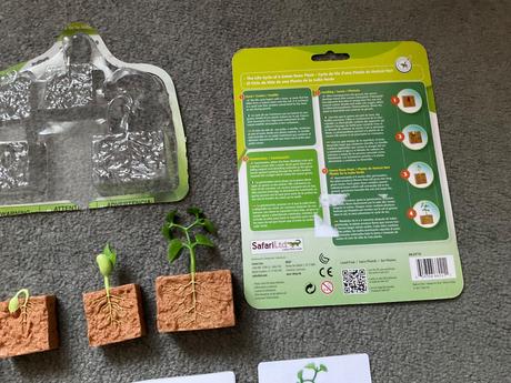 Zivotny cyklus fazuľa + karty, 