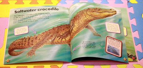 I love crocodiles - p,
