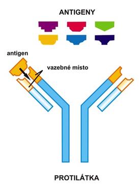 Humorálna imunita - chemická štruktúra imunoglobulínu Humorálna imunita - chemická štruktúra imunoglobulínu
