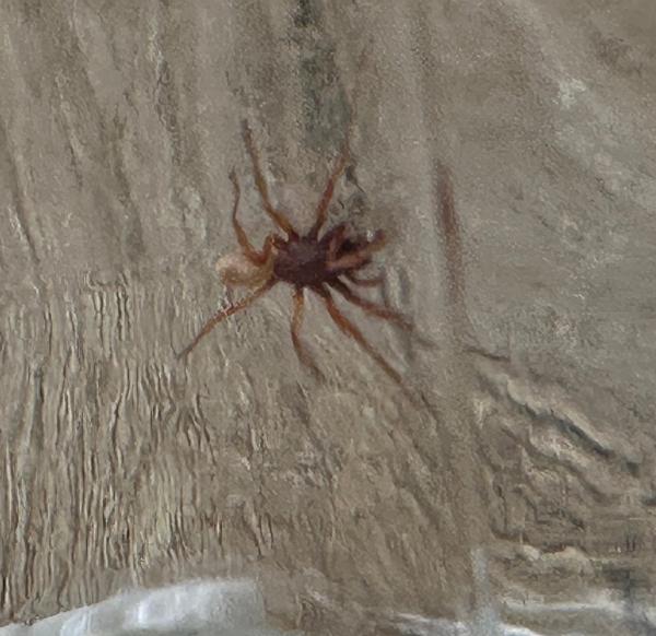 Je toto pradiarka jedovatá?