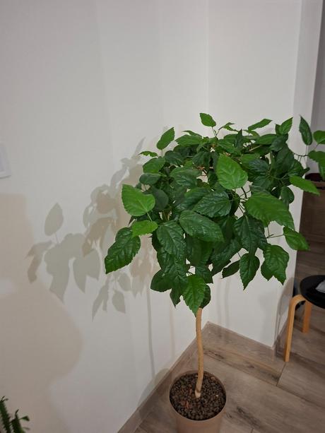 Čínska ruža  na kmienku, 