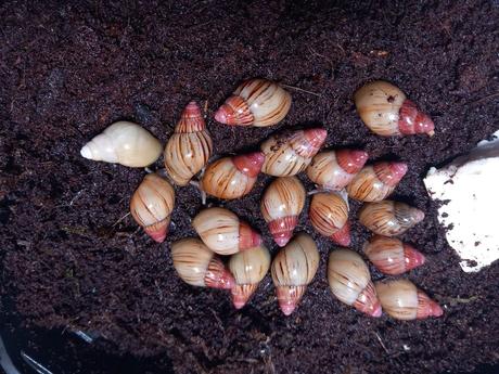 Lisachatina zanzibarika typ4, 