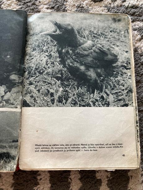 Sivá vlčica jaroslav holeček (1968), 