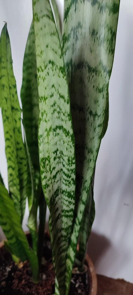 Sansevieria, 