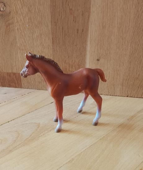 Collecta thoroughbred žriebä,