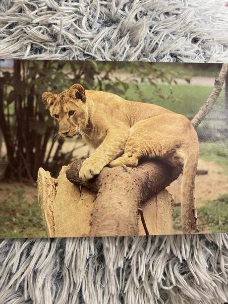 Krásne staré leporelo v zoologickej záhrade 1989,