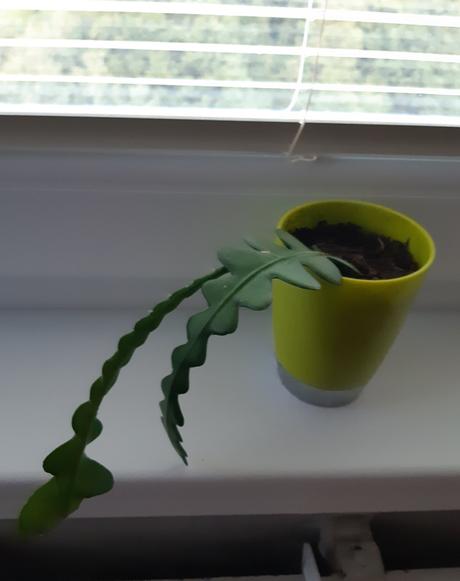 Rastliny kaktus fishbone 2e, 