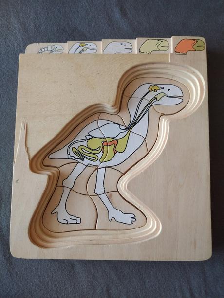 Viacvrstvové drevené anatomické puzzle dinosaurus, 