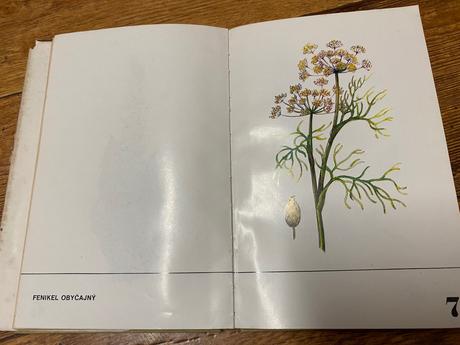 Pestovanie liečivých rastlín na malých plochách,