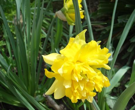 Narcis plnokvetý (10 ks/bal), 