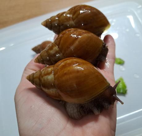 Africký slimák lissachatina fulica caramel, 