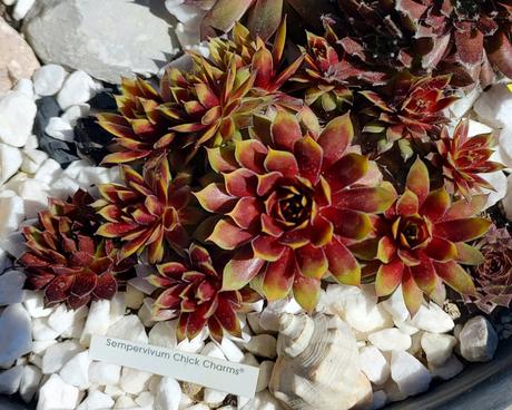Sempervivum - skalná ruža, 