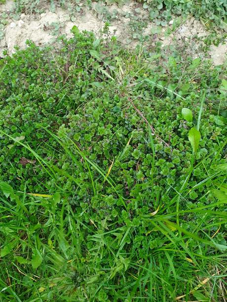 Materina dúška - odkopok,