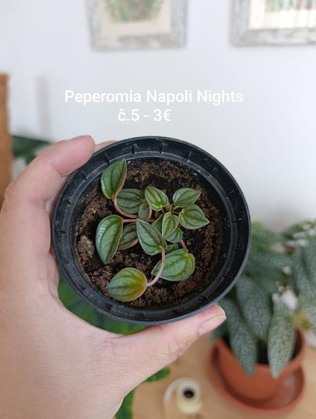 Izbovky maranta, fialka, peperomia, 