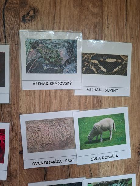 Kartičky - zvierata a ich srst/perie/pancier/supin, 