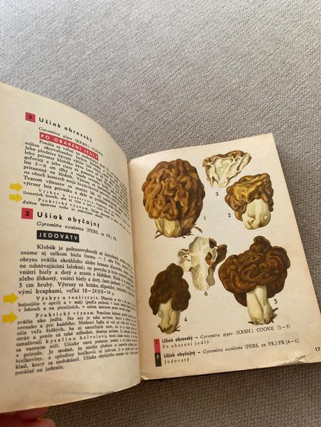 Vreckový atlas húb pilát ušák, 