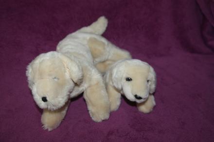 2x golden retriever, 