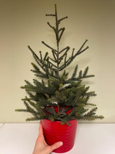 Predám menší vianočný stromček,