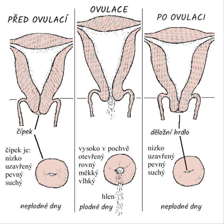 Ovulácia a otváranie krčka maternice