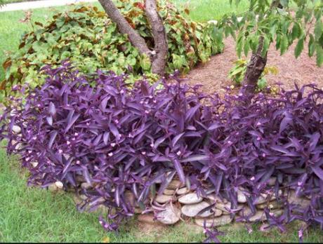 Fialové srdce - krásna nenáročná kvetinka, 