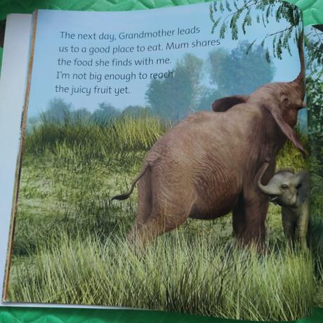 Wild world elephant, 