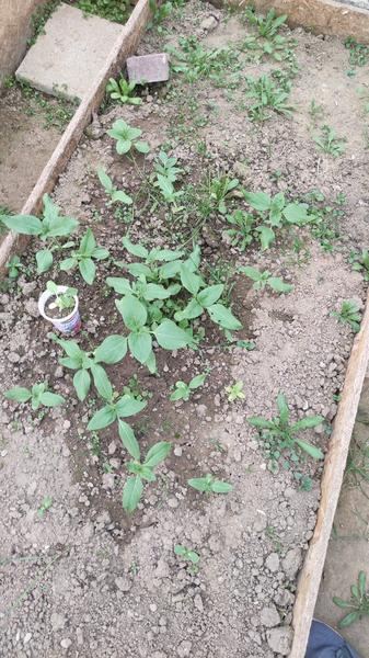 Aká je to rastlina v skleníku?