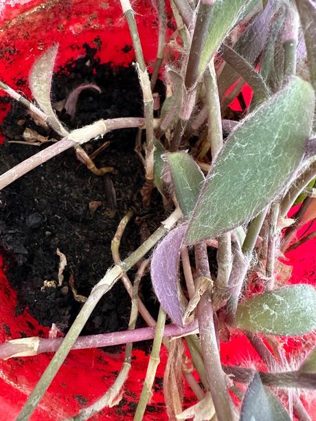 Izbová rastlina tradescantia č.25 za 10eur,