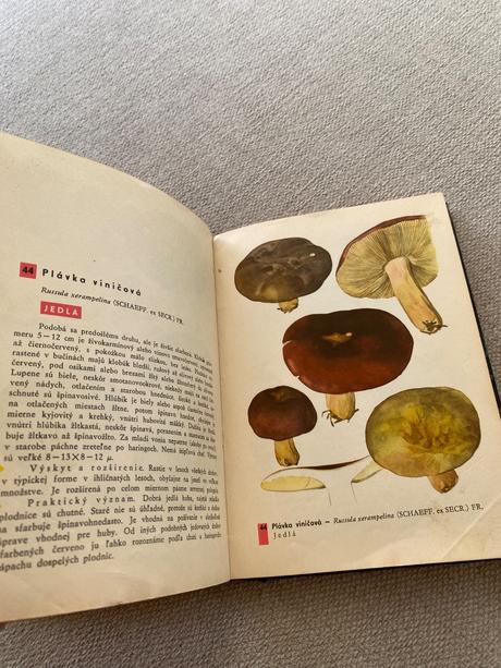 Vreckový atlas húb pilát ušák, 
