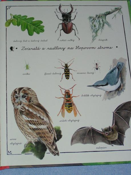 Hop objavuje svet v korune stromu,