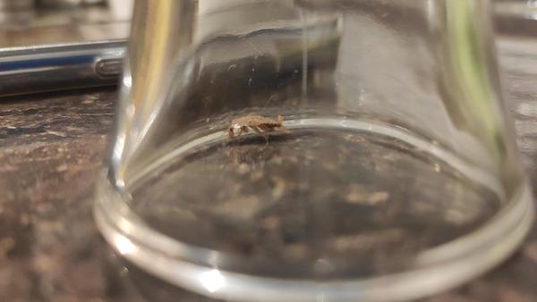 Aký to je chrobák?