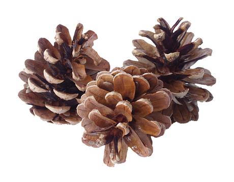 Borovicové šišky, 