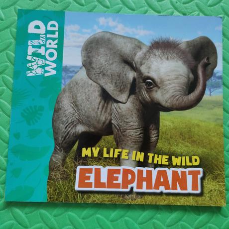 Wild world elephant,