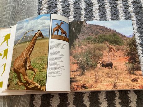 Lev nie je kráľom zvierat-prvé vyd.1981, 