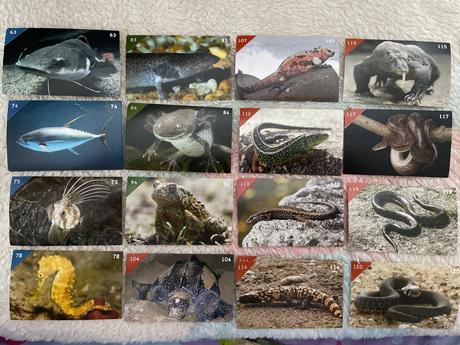 Nálepky animal kingdom new, 