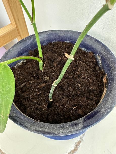 Predám rastlinu č.30 epipremnum aureum, 