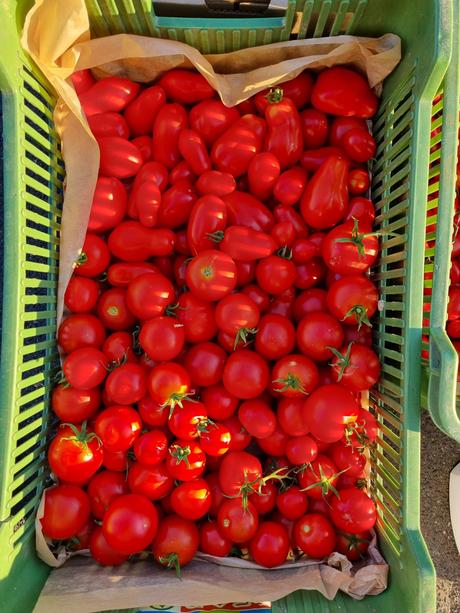 Cherry paradajky,