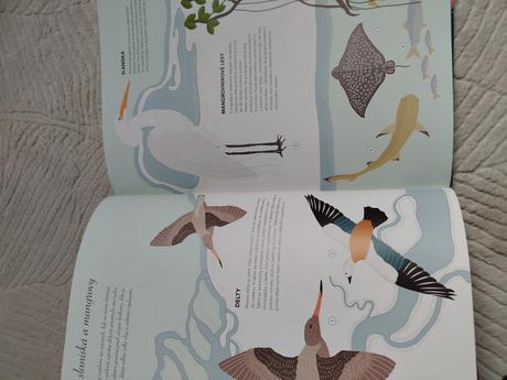 Prieskumník oceánu tajomstvá hlbín, 