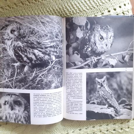 Veĺký obrazový atlas vtákov, 