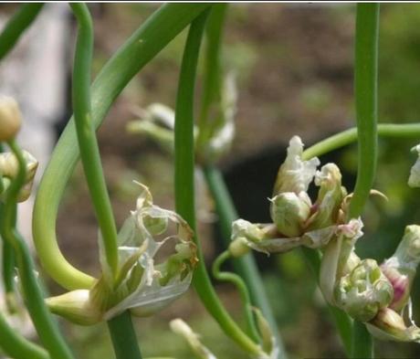 Kráčajúca cibuľa,