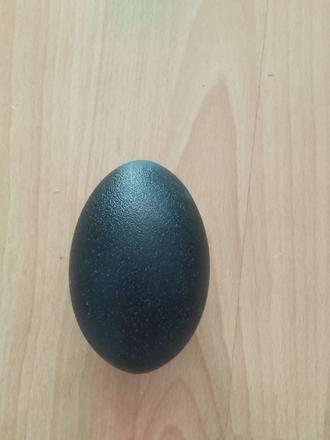 Prazdne pštrosie vajce, 