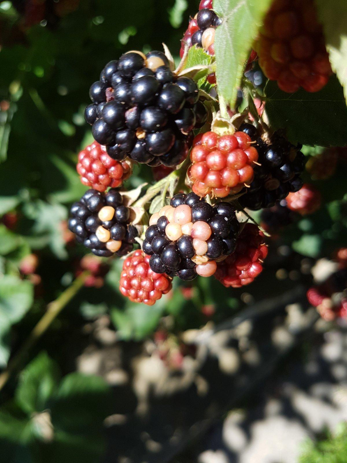 Černice Modrý koník