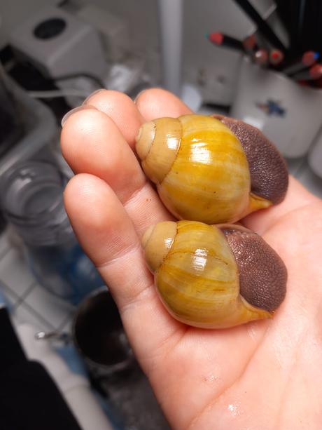 Archachatina icterica len spolu, 