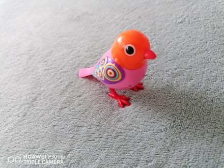 Spievajúci vtáčik, 