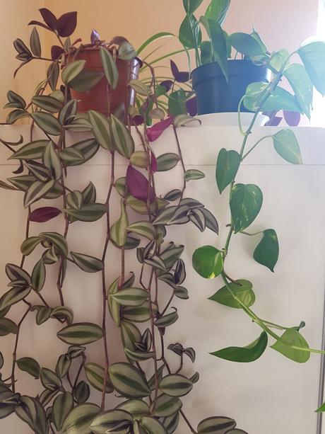 Vzdyzelene izbove kvety / rastlinky - rozne,