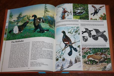 Das geheimnisvolle leben der tiere, 